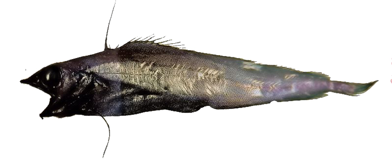 Antimora rostrata_0llll.jpg